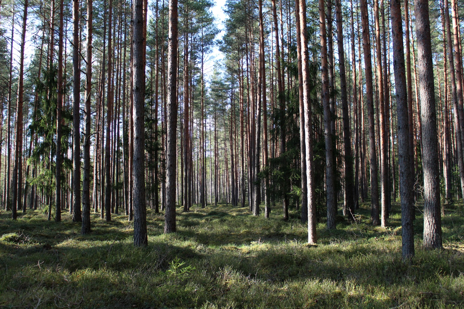 Zemgale (e-semināri)