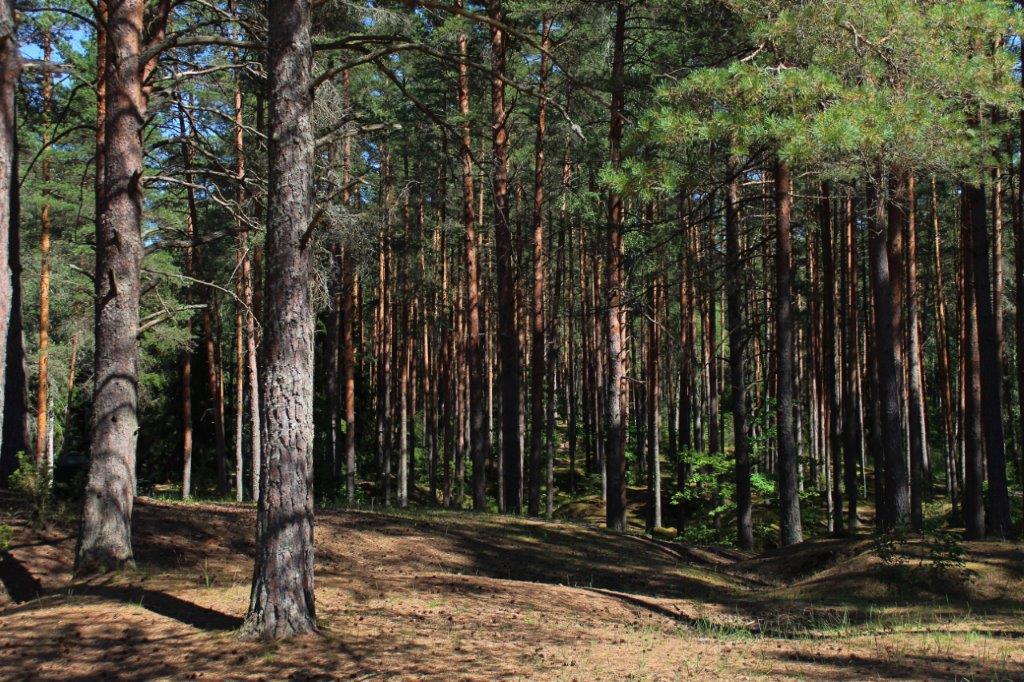 Augošu koku krājas noteikšana