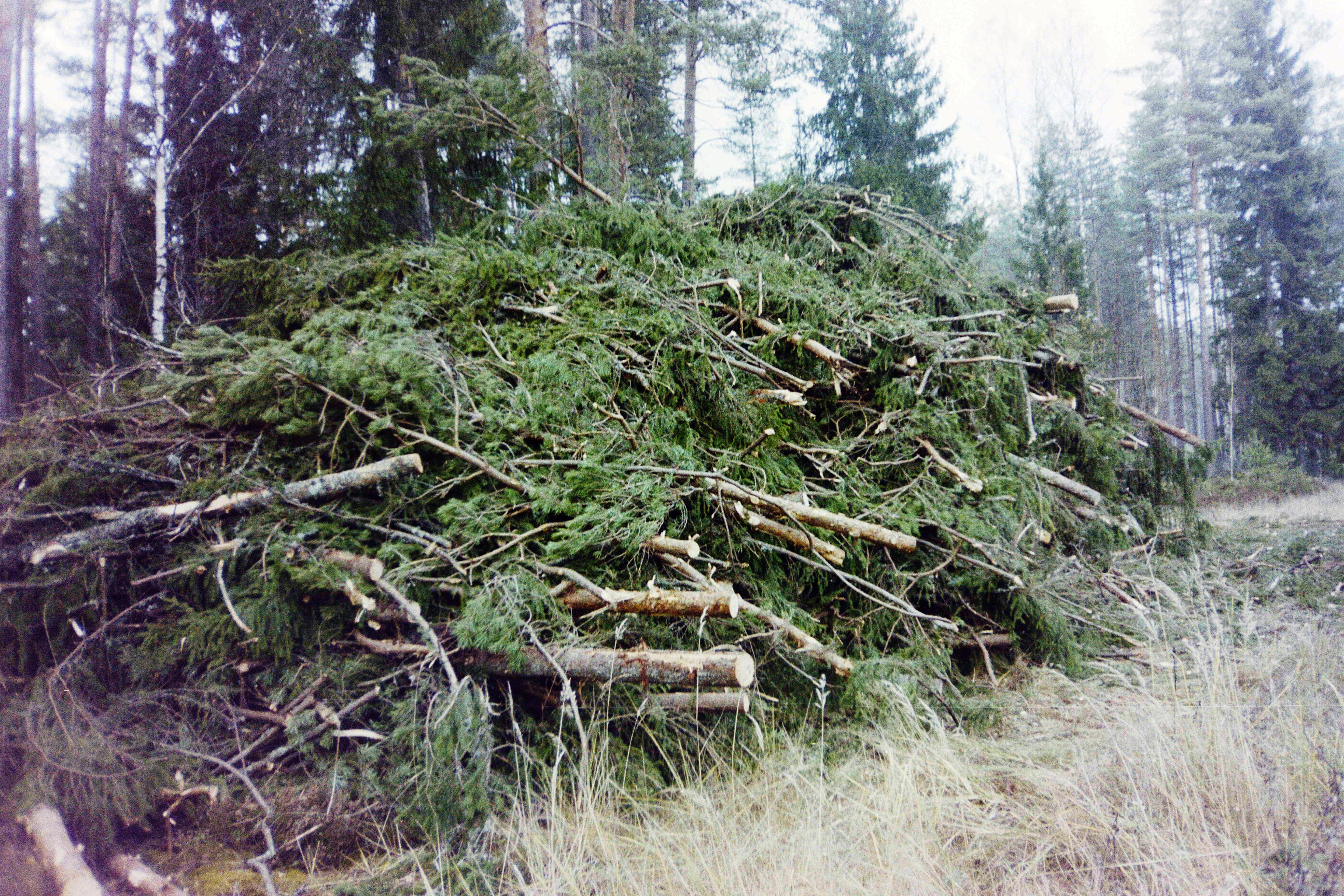 Training program for entrepreneurs related  to forestry