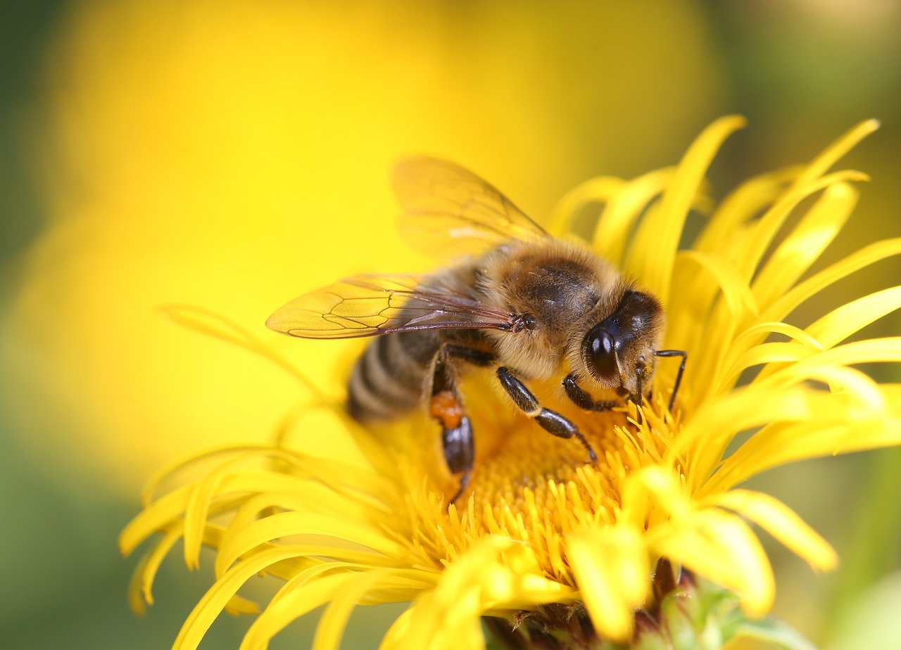 honey-bee-8320764_1280.jpg